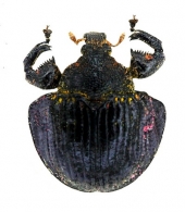 ANOPLINI Bedel,  1884