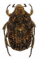 CETONIINAE   Leach, 1815
