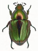 RUTELINAE MacLeay,1819