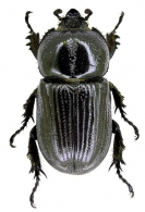 DYNASTINAE  MacLeay, 1819