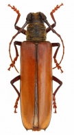 CERAMBYCINA  Latreille, 1802