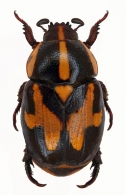 RUTELINA  MacLeay, 1819