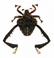 RHAMPHINI  Rafinesque,  1815