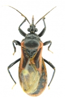 REDUVIIDAE  Lateille, 1807