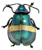 GALERUCINAE Latreille, 1802