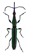 BRENTINAE Gen. sp. 