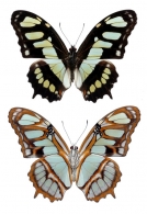 NYMPHALINAE Swainson, 1827