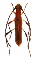 RHOPALOPHORINI Gen. sp..