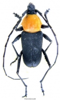 TRACHYDERINI Gen. sp. 
