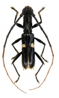 HEXOPLONINI Gen. sp.