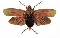 ENCHOPHORINI  Haupt, 1929