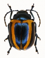 CHRYSOMELINAE  Latreille, 1802