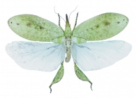 ENSIFERA Gen. sp.