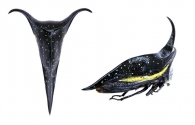 HEMIKYPTHINI  Goding, 1929