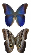 BRASSOLINI Boisduval, 1836