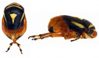 CLASTOPTERIDAE Dohrn, 1859
