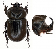 PHILEURINI  Latreille, 1807