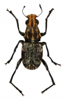 ANTRHIBINAE Gen.  sp. 