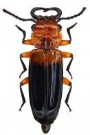 CUCUJIDAE Latreille, 1802