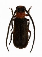 CALLIINI  Gen. sp.