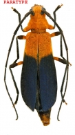 METHIOIDINA  Martins, 1997