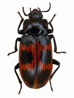 TENEBRIONIDAE Gen. sp.