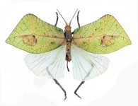 ENSIFERA Chopard, 1920