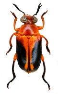 MEGALOPODINAE Latreille,  1802