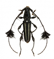 RHOPALOPHORINI  Blanchard, 1845