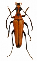 LEPTURINI  Latreille, 1802