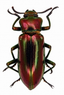 CNODALONINI Gistel, 1856