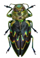 ACTENODINI  Kerremans, 1890  
