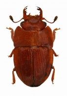 NITIDULIDAE Lareille, 1802