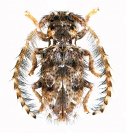 CERAMBYCIDAE Latreille, 1802