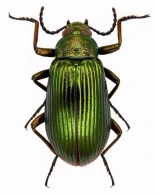 TENEBRIONIDAE Latreille, 1802