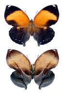 ANAEINI Reuter, 1896