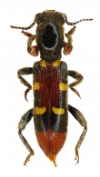 CLERIDAE Latreille, 1802