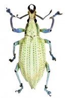 ENTIMINAE Gen. sp. 