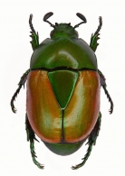 SCARABAEOIDEA Latreille, 1802