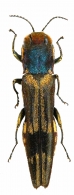 AGRILINI Laporte, 1835