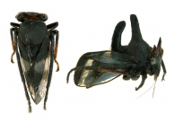 AETALIONIDAE Spinola, 1850