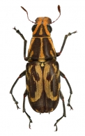 GYMNOGNATHINI Valentine  1960