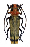 HEMILOPHINI  Thomson, 1868
