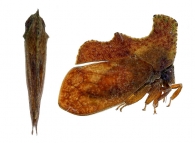 MEMBRACIDAE Rafinesque,  1815 