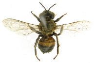 APINI  Latreille,  1802