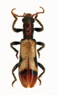 COLEOPTERA Linnaeus, 1758      DIVERS