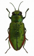 MELANOPHILINI  Bedel, 1921  