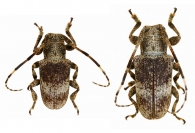  ONCIDERINI HYPSIOMATINA  Thomson, 1860