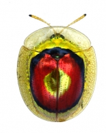 CASSIDINAE  Gyllenhal, 1813