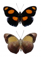 BIBLIDINAE Boisduval, 1833